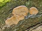 Habitus