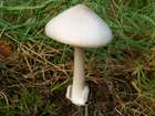 Habitus