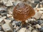 Habitus