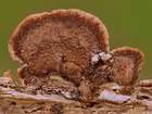Habitus