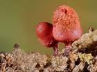 Habitus