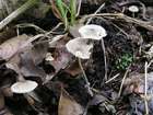 Habitus
