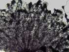 Mikromerkmale