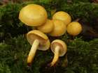 Habitus