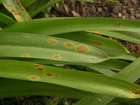 Habitus
