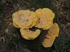 Habitus