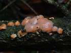 Habitus